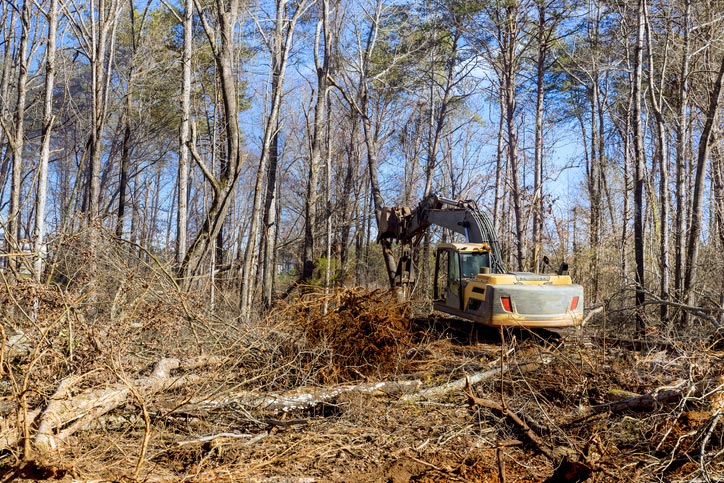 Vegetation Removal